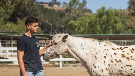 participating in equine therapy