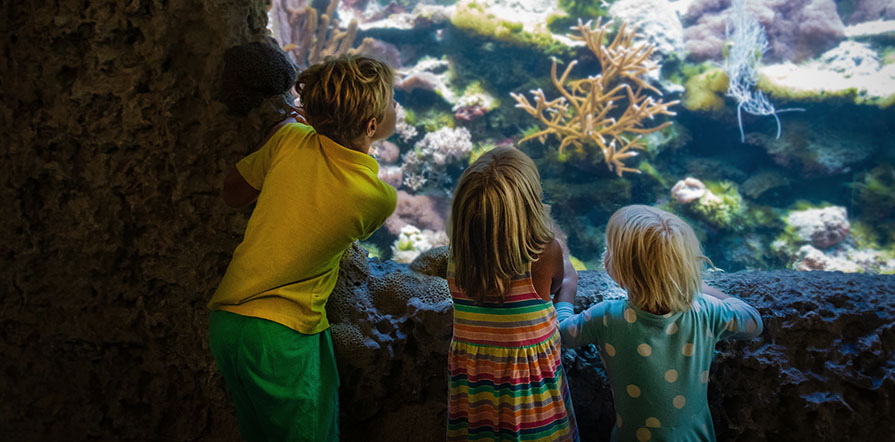 kids visit aquarium